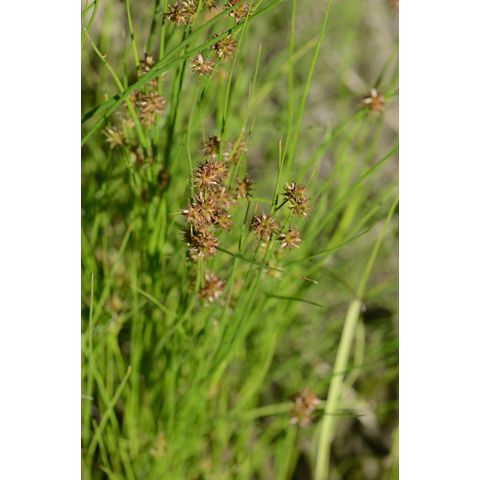 Juncus nodosus