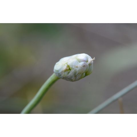 Allium stellatum