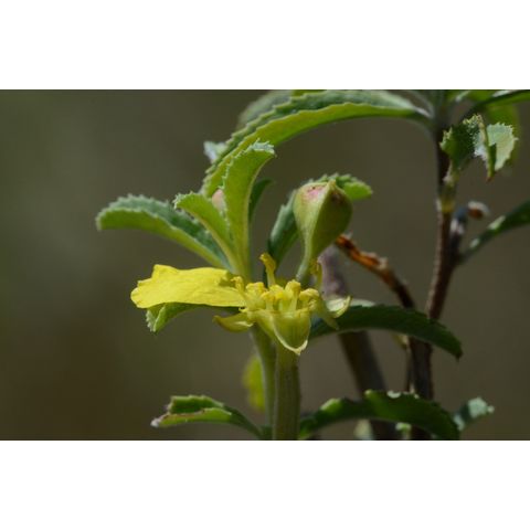 Calylophus serrulatus