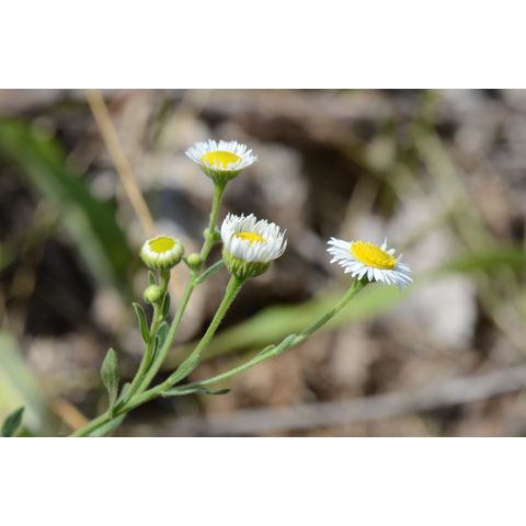 Erigeron strigosus