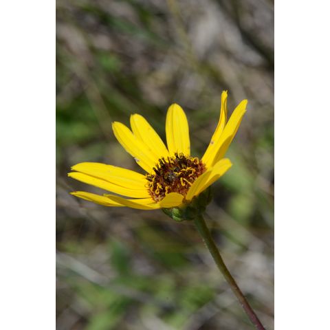 Helianthus pauciflorus