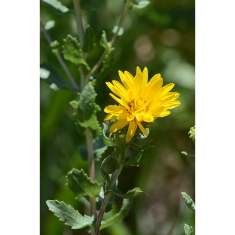 Grindelia squarrosa