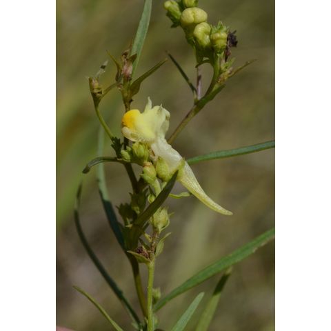 Linaria vulgaris
