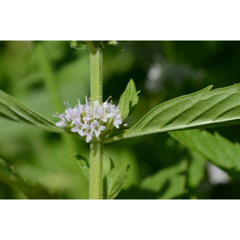 Mentha arvensis