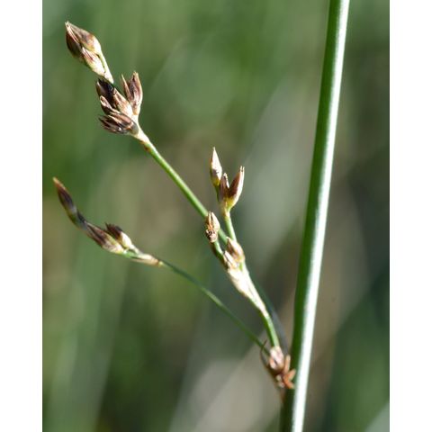 Juncus arcticus