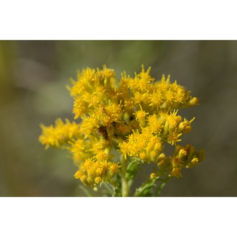 Solidago missouriensis
