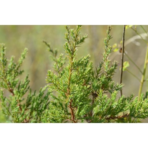 Juniperus horizontalis