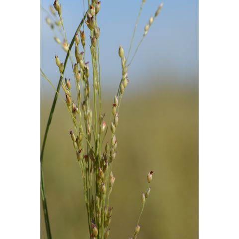 Panicum virgatum