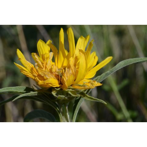 Helianthus maximiliani