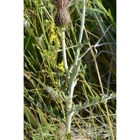 Cirsium flodmanii