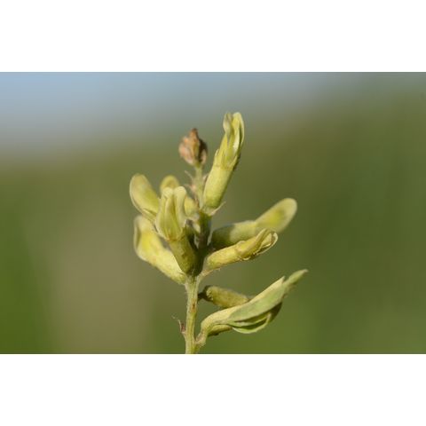 Astragalus canadensis