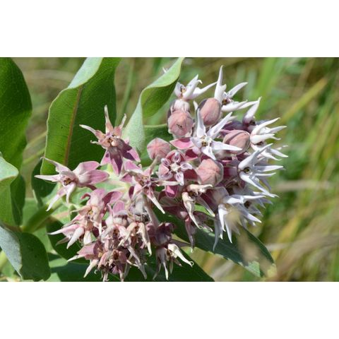 Asclepias speciosa
