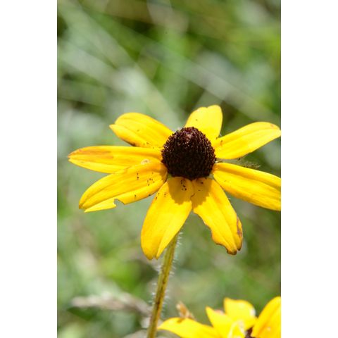 Rudbeckia hirta