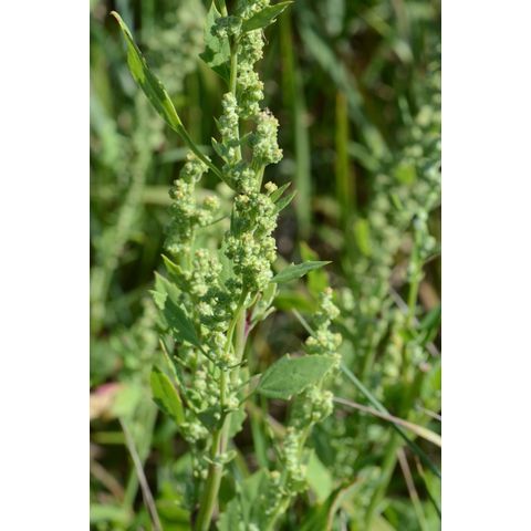 Chenopodium album