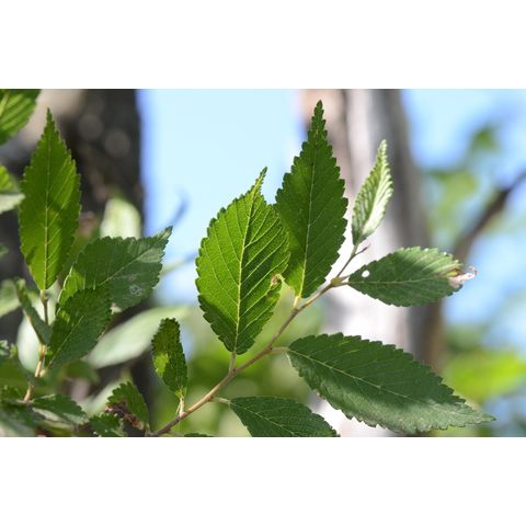 Ulmus pumila