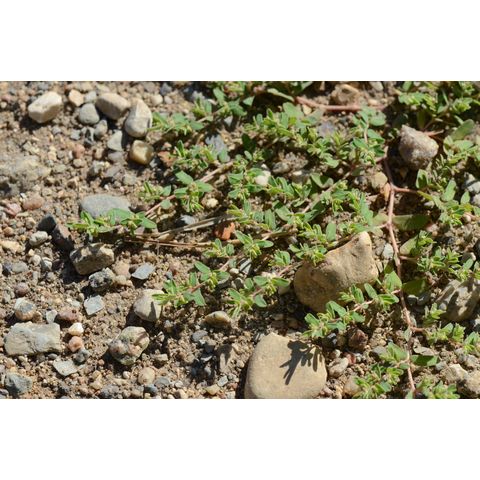 Chamaesyce glyptosperma