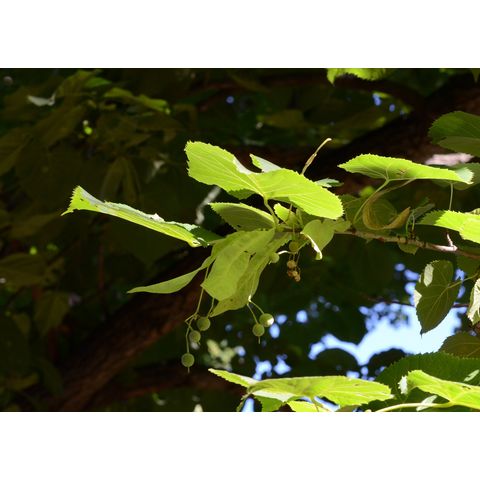 Tilia americana