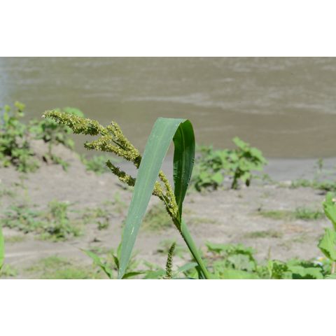 Echinochloa crus-galli