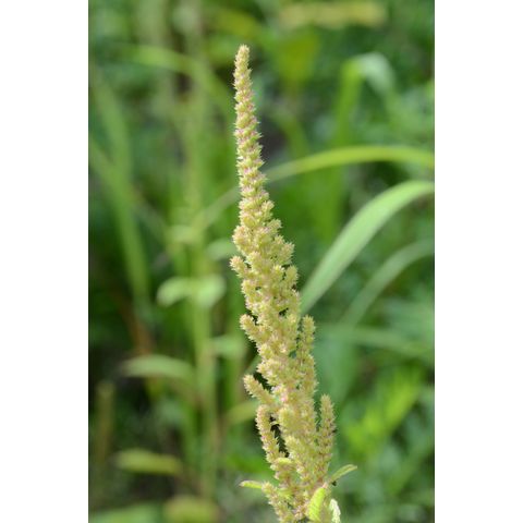 Amaranthus hybridus