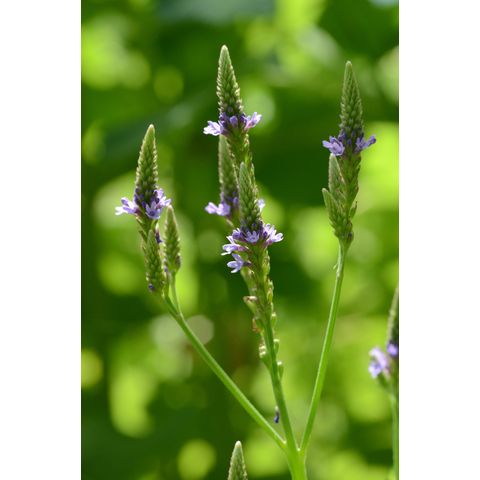 Verbena hastata