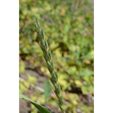 Elymus repens