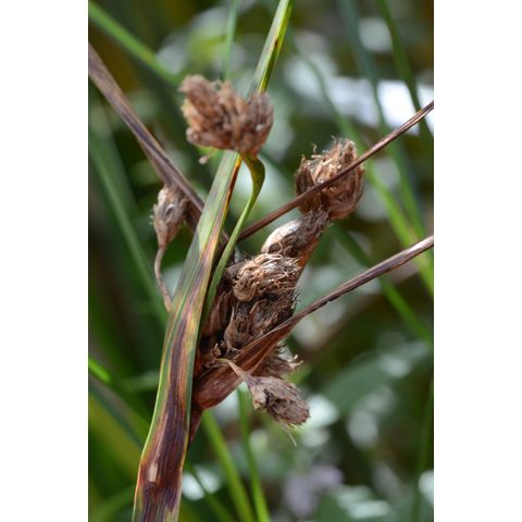 Schoenoplectus fluviatilis