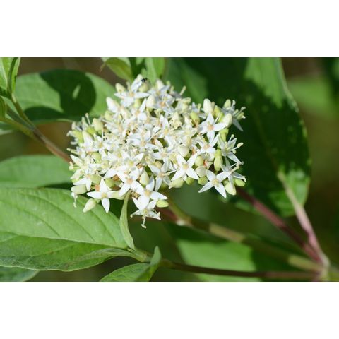 Cornus sericea