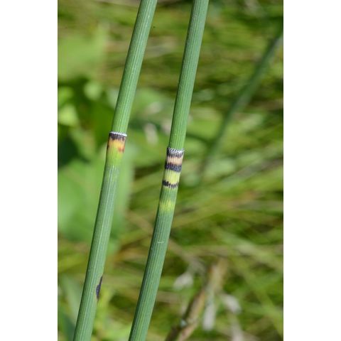 Equisetum x_ferrissii