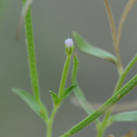 Epilobium ciliatum
