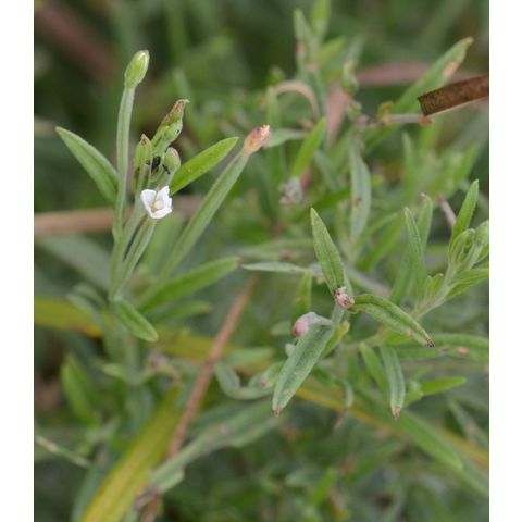Epilobium leptophyllum