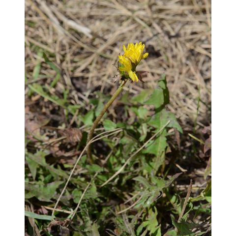 Taraxacum officinale