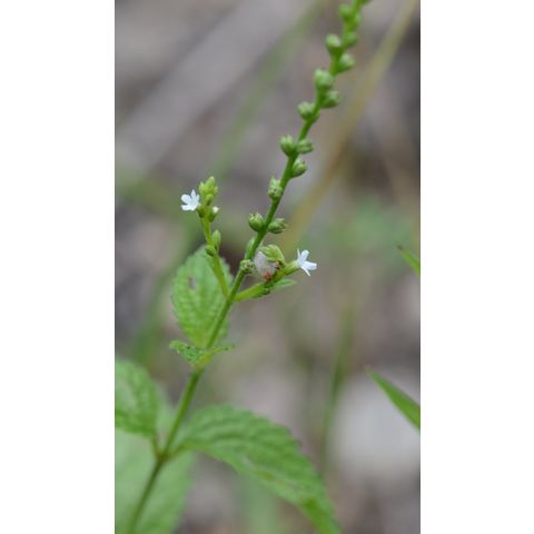 Verbena urticifolia
