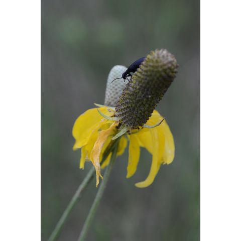 Ratibida columnifera