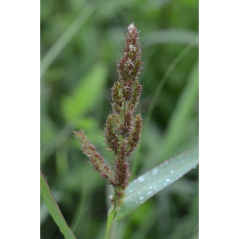 Echinochloa crus-galli