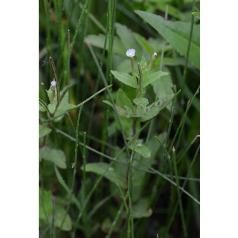 Epilobium ciliatum