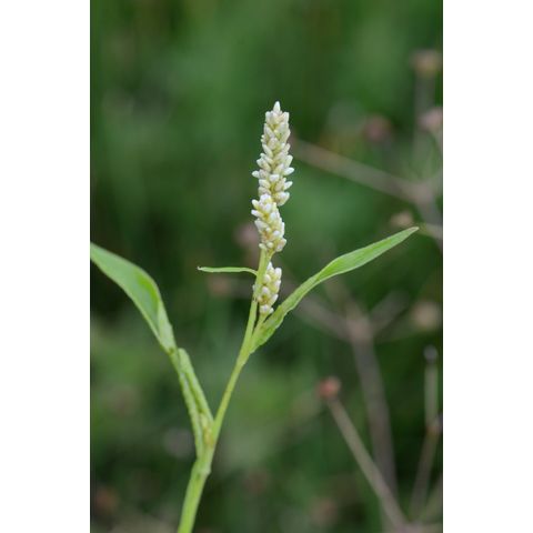 Polygonum lapathifolium