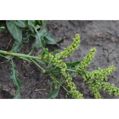 Rumex salicifolius