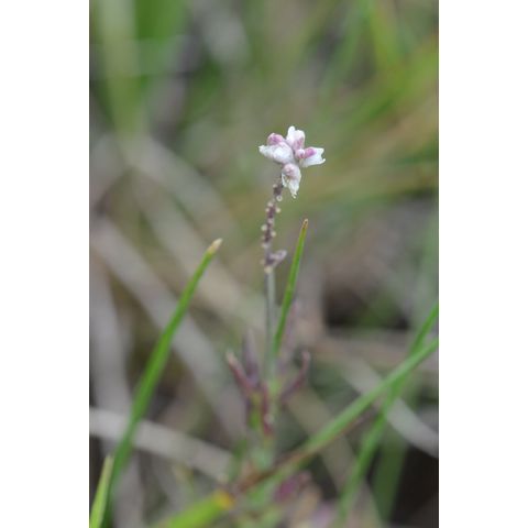 Polygala alba
