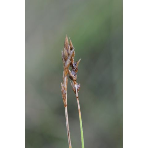 Carex praegracilis