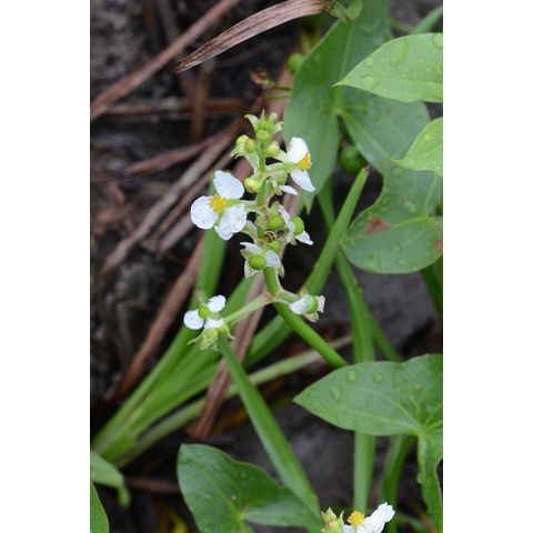 Sagittaria cuneata