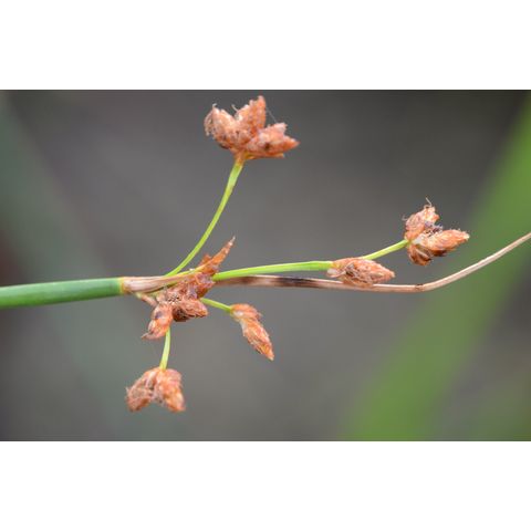 Schoenoplectus tabernaemontani