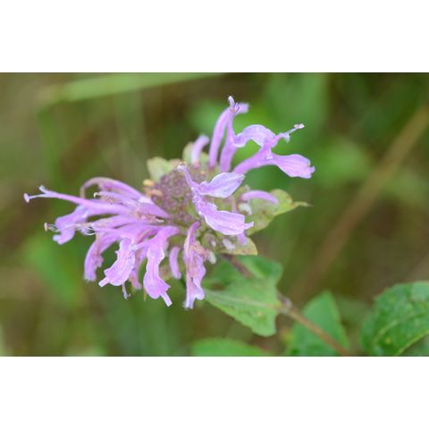 Monarda fistulosa