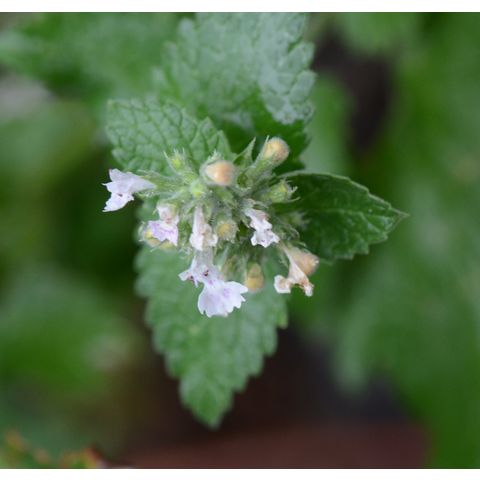 Nepeta cataria
