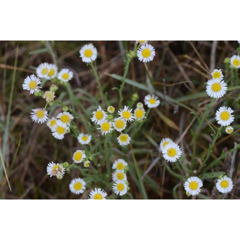 Erigeron strigosus