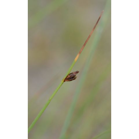 Schoenoplectus pungens