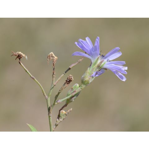 Lactuca tatarica