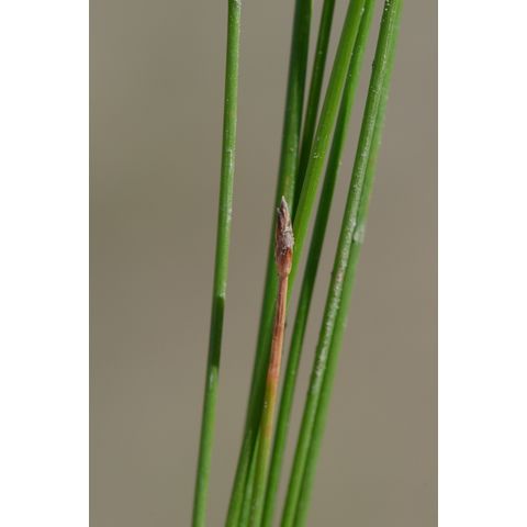Eleocharis macrostachya