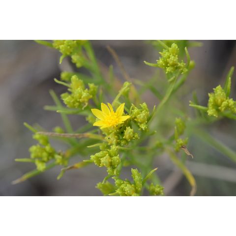 Gutierrezia sarothrae
