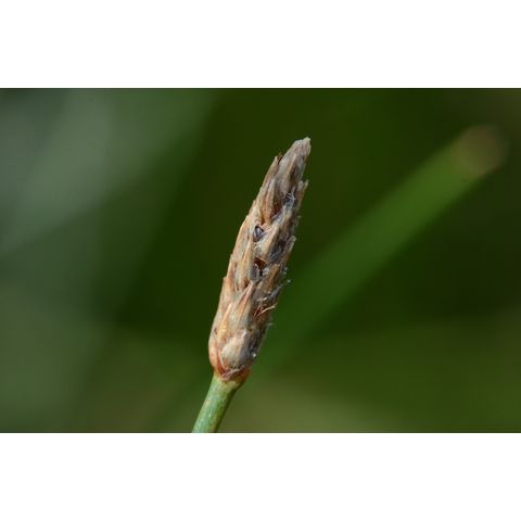 Eleocharis macrostachya