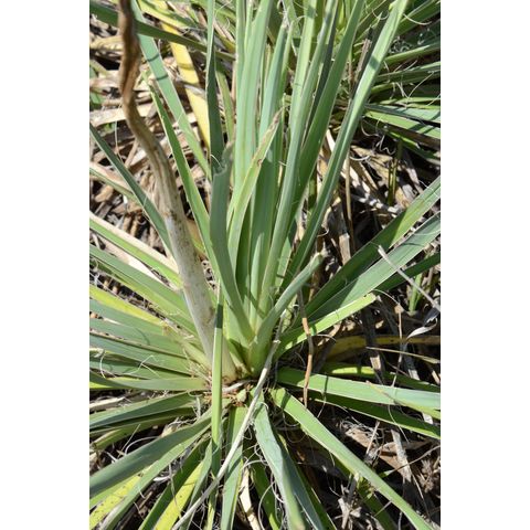 Yucca glauca
